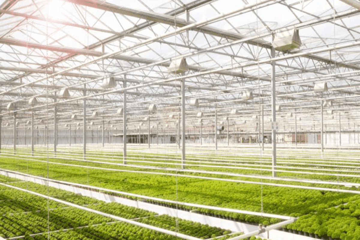 Advantages Of Galvanized Greenhouse Steel Structure And Frame