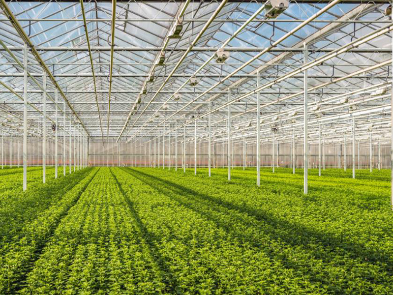Vegetable Greenhouses